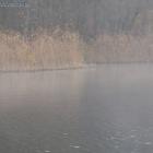 Pierwszy pas trzcin i cisza