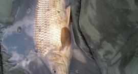 karp 1,2kg