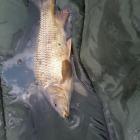 karpik 1,2kg