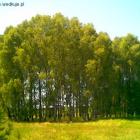 zdjęcie nr 33