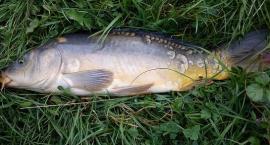karp na wątrobe