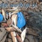 Fotka nr 1 z 3