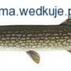 Fotka nr 1 z 2
