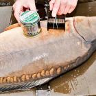 Karp złowiony z udziałem żyłki Carp mono Mega Baits.