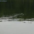 spławikówki i zaskroniec