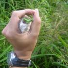 i boluś się połakomił