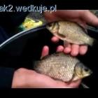 W łowisko weszły nam także karasie złowione przez Kolegę Kubę(Bream97 na wędkuje.pl)