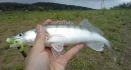 Fotka nr 0 z 5