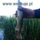 Tegoroczne szczupaki . Widać że młodzież 