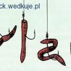 Sposoby zakładania rosówek i gnojaków na hak.