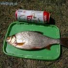 Płoć z Zalewu Ruszkowskiego 0.80 kg , 35cm .:)