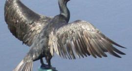 Kormoran Czarny