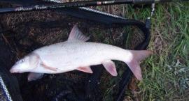 Robinson Hussar Feeder 3,9 m  cw.50 - 180 g nad wodą.