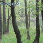 Fotka nr 5 z 8