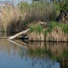 Cypelek z charakterystyczną olchą