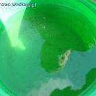 zdjęcie nr 5
