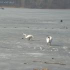 Lodowe łabędzie