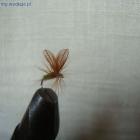 Mucha sucha od TroutFlyFishing