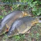 karp