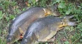karp