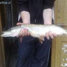 Szczupak 3 kg