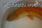 Oto on.