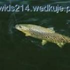 zdjęcie nr 5