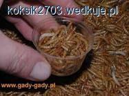 Mączniak młynarek