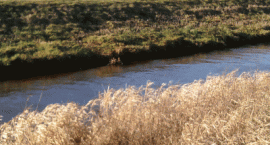 Wygolone brzegi PUSTYNIA