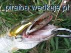 Ten szczupak żył ponad miesiąc z odgryzionym wolberem w pysku