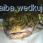 Fotka nr 2 z 3