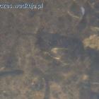 zdjęcie nr 49