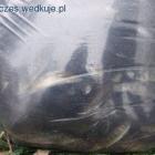 zdjęcie nr 30