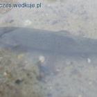 zdjęcie nr 43
