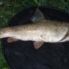 Brzana 55 cm.