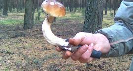 Piękny prawdziwek z głębokiego mchu