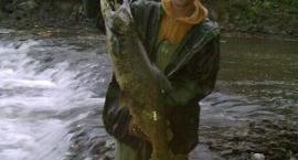 Jesienny losos, Root River, WI