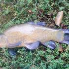 8 wrzesień (39cm)