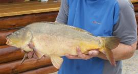 Rekord łowiska - karp 4,56 kg
