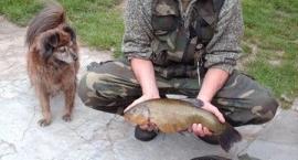 Lin 50 cm 2kg