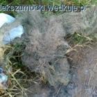 Fotka nr 1 z 3
