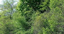 widok jeziora lusowskiego