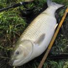 Amur 82 cm 