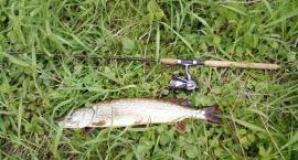 Zdj. W mojej okolicy szczupak 66cm (około 2 kg) to już niezbyt częsty widok.
