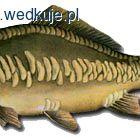 Karp Lustrzeń
