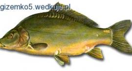Karp bezłuski (golec)