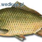 Karp pełnołuski