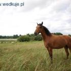 Fotka nr 2 z 4