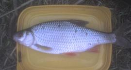 Płoć 22 cm oczywiście po sesji też wróciła
 do wody ;]