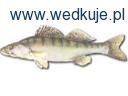zdjęcie nr 10